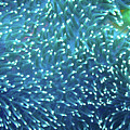 Anemone Galaxy Photograph by Becqi Sherman Anemone Galaxy Photograph by Becqi Sherman