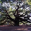 Angel Oak II by Susanne Van Hulst Angel Oak II by Susanne Van Hulst