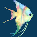 Angelfish I - Solid Background Painting by Hailey E Herrera Angelfish I - Solid Background Painting by Hailey E Herrera