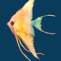 Angelfish II - solid background Painting by Hailey E Herrera Angelfish II - solid background Painting by Hailey E Herrera