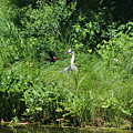 Annoyed - Heron and Red Winged Blackbird 5 of 10 by Colleen Cornelius Annoyed - Heron and Red Winged Blackbird 5 of 10 by Colleen Cornelius