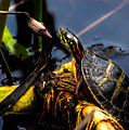 Ant Meets Turtle by Bob Orsillo Ant Meets Turtle by Bob Orsillo