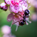 Ant on the pink flower Photograph by Lilia D Ant on the pink flower Photograph by Lilia D
