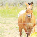 Appaloosa Photograph by Merle Grenz Appaloosa Photograph by Merle Grenz