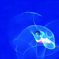Apparition pearl by Steve Karol Apparition pearl by Steve Karol