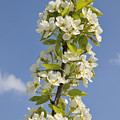 Apple blossom in spring Photograph by Matthias Hauser Apple blossom in spring Photograph by Matthias Hauser