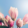 Apple Blossom Pastel Print Photograph by Gwen Gibson Apple Blossom Pastel Print Photograph by Gwen Gibson