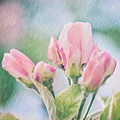 Apple Blossoms in the Rain 12x12 Crop Print Photograph by Gwen Gibson Apple Blossoms in the Rain 12x12 Crop Print Photograph by Gwen Gibson