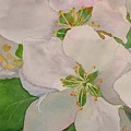 Apple Blossoms by Sharon E Allen Apple Blossoms by Sharon E Allen