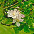 Apple Flowers. Photograph by Elena Perelman Apple Flowers. Photograph by Elena Perelman