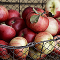 Apples Photograph by Nailia Schwarz Apples Photograph by Nailia Schwarz