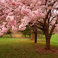 Approach Me - Holmdel Park by Angie Tirado