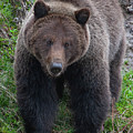 Approaching Grizzly Photograph by Mark Miller Approaching Grizzly Photograph by Mark Miller