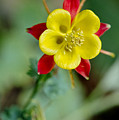 Aquilegia Photograph by Elena Perelman Aquilegia Photograph by Elena Perelman