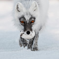 Arctic Fox and Snow Goose Egg Photograph by Sergey Gorskov Arctic Fox and Snow Goose Egg Photograph by Sergey Gorskov