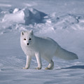 Arctic Fox on the North Slope Photograph by Yva Momatiuk John Eastcott Arctic Fox on the North Slope Photograph by Yva Momatiuk John Eastcott