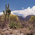 Arizona Desert Photograph by David Palmer Arizona Desert Photograph by David Palmer