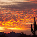 Arizona November Sunrise With Saguaro Photograph by James BO Insogna Arizona November Sunrise With Saguaro Photograph by James BO Insogna
