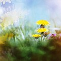 Around The Meadow Photograph by Jaroslav Buna Around The Meadow Photograph by Jaroslav Buna