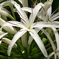 Asiatic Poison Lily Photograph by Amy Fose Asiatic Poison Lily Photograph by Amy Fose