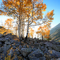 Aspen Glow Photograph by Brett Pelletier Aspen Glow Photograph by Brett Pelletier