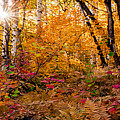 Aspen Burst Photograph by Ryan Smith