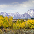Aspen Gold in the Tetons Photograph by Greni Graph Aspen Gold in the Tetons Photograph by Greni Graph