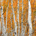 Aspen Grove Photograph by Brett Pelletier Aspen Grove Photograph by Brett Pelletier