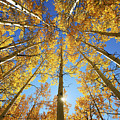 Aspen Tree Canopy 2 Photograph by Ron Dahlquist - Printscapes Aspen Tree Canopy 2 Photograph by Ron Dahlquist - Printscapes