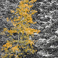 Aspen Tree in Snow Storm Photograph by Brett Pelletier Aspen Tree in Snow Storm Photograph by Brett Pelletier