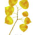 Aspen Tree Leaf Art Photograph by Christina Rollo Aspen Tree Leaf Art Photograph by Christina Rollo