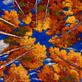 Aspen Vortex by Johnathan Harris Aspen Vortex by Johnathan Harris