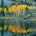 Aspens In Fall Color Along Lundy Lake Eastern Sierras California Photograph by Dave Welling Aspens In Fall Color Along Lundy Lake Eastern Sierras California Photograph by Dave Welling