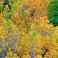 Aspens in Fall Eastern Sierras California Photograph by Dave Welling Aspens in Fall Eastern Sierras California Photograph by Dave Welling