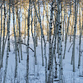 Aspens in Shadow and Light by Denise Bush