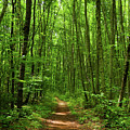 AT in Connecticut's Tall Trees Photograph by Raymond Salani III AT in Connecticut's Tall Trees Photograph by Raymond Salani III