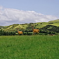 At the hill bottom. Photograph by Elena Perelman At the hill bottom. Photograph by Elena Perelman
