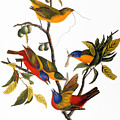 Bunting, 1827 by John James Audubon Bunting, 1827 by John James Audubon