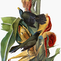 Audubon: Grackle by Granger Audubon: Grackle by Granger