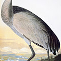 Audubon Sandhill Crane by John James Audubon Audubon Sandhill Crane by John James Audubon