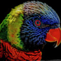 Australian Rainbow Lorikeet - Artistic by Teresa Wilson Australian Rainbow Lorikeet - Artistic by Teresa Wilson