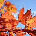 Autumn Colors 2 by Angie Tirado