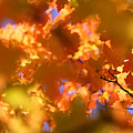 Autumn Colors and Leaves Photograph by Brett Pelletier Autumn Colors and Leaves Photograph by Brett Pelletier