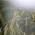 Autumn dew on grass Photograph by Spikey Mouse Photography Autumn dew on grass Photograph by Spikey Mouse Photography