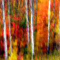 Autumn Dreams by Doug Gibbons Autumn Dreams by Doug Gibbons