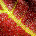 Autumn Fall Leaf Close Up Photograph by Rick Deacon Autumn Fall Leaf Close Up Photograph by Rick Deacon