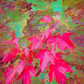 Autumn Flame by Susan Lafleur Autumn Flame by Susan Lafleur