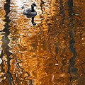 Autumn Goose Reflection Photograph by Brett Pelletier Autumn Goose Reflection Photograph by Brett Pelletier