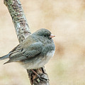 Autumn Junco Photograph by Cathy Kovarik Autumn Junco Photograph by Cathy Kovarik