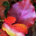 Autumn Leaves Photograph by Terri Harper Autumn Leaves Photograph by Terri Harper